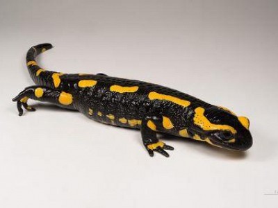 Salamandre tachetee